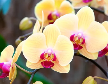 Germogli di orchidea