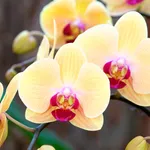 Germogli di orchidea
