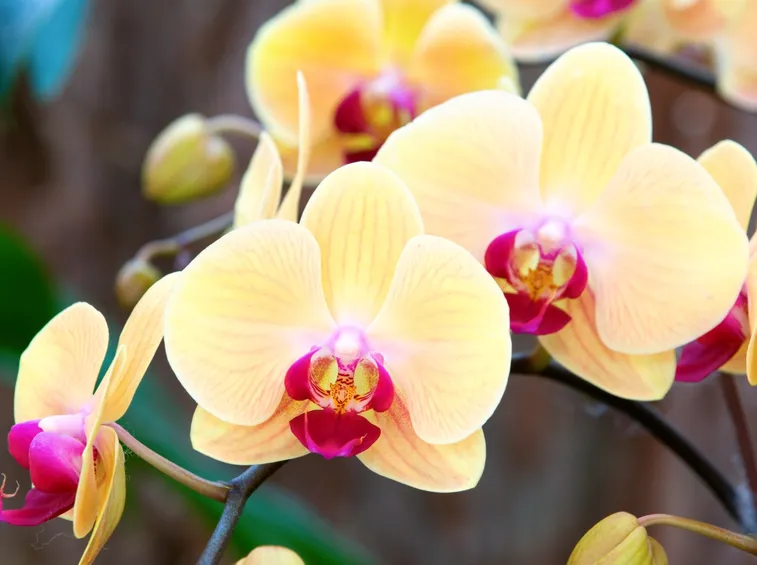 Germogli di orchidea