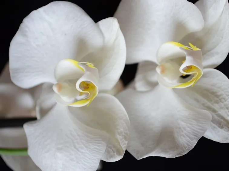 Esemplare di orchidea bianca