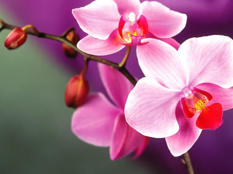 Orchidea in vaso