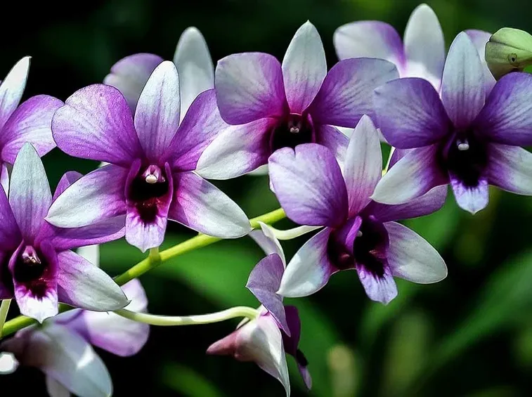Orchidea selvaggia
