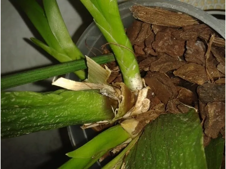 Cambria malata