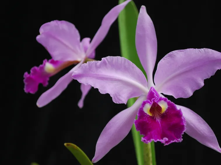 Fiore di Cattleya warscewiczii