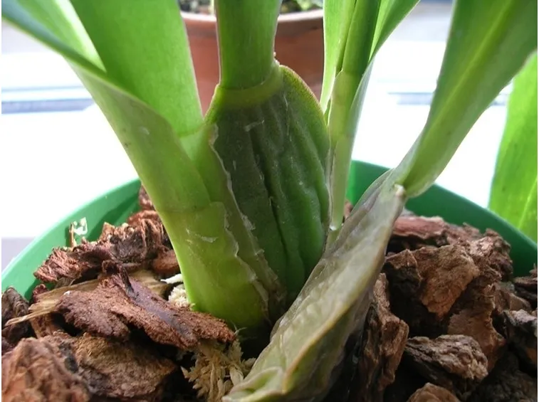 Pseudobulbi di orchidea Cattleya