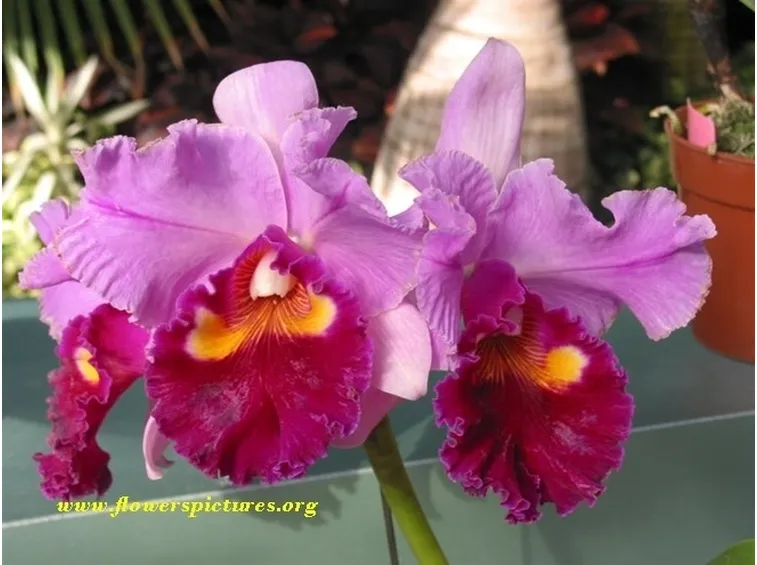 Variopinti fiori di orchidea cattleya
