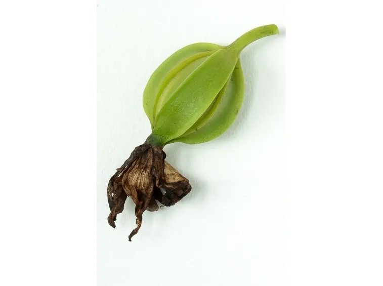 Frutto acerbo di orchidea Cattleya