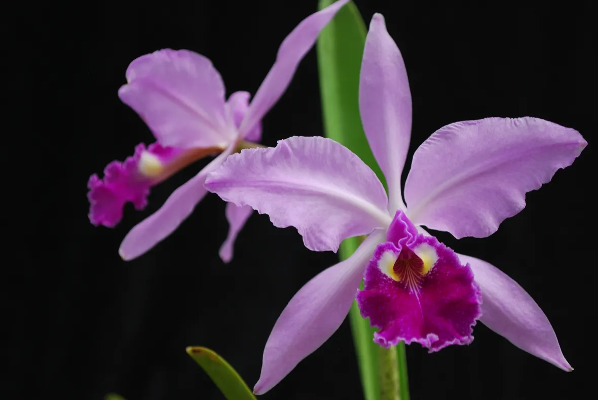 Fiore di Cattleya warscewiczii
