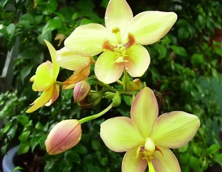 Immagine di un Cymbidium isolato