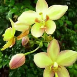 Immagine di un Cymbidium isolato
