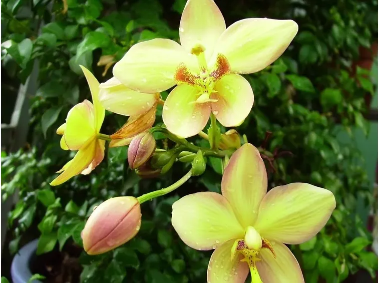 Immagine di un Cymbidium isolato