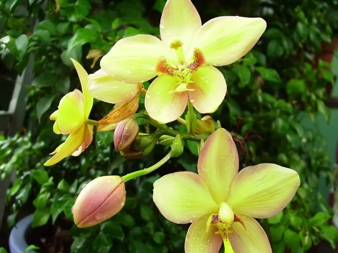 Immagine di un Cymbidium isolato