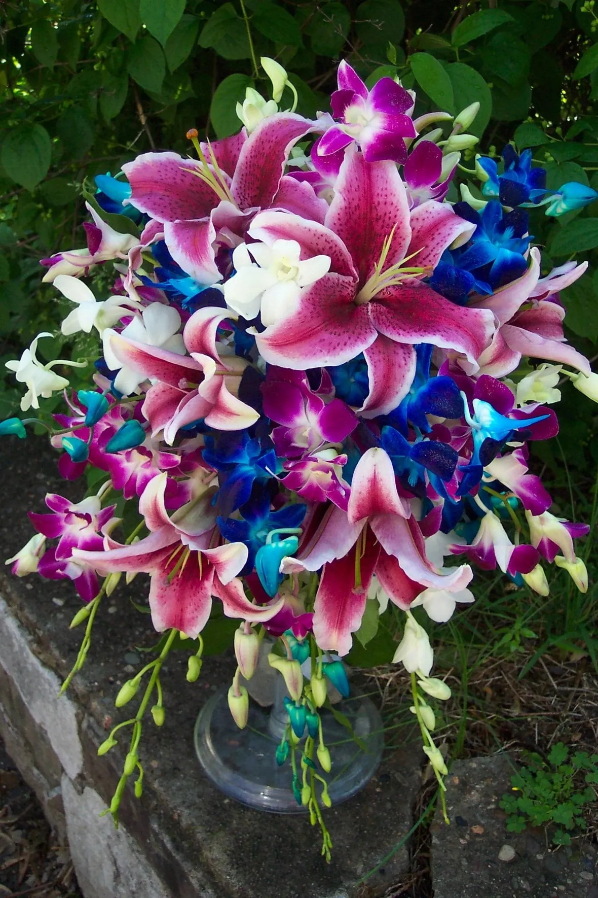 composizione dendrobium