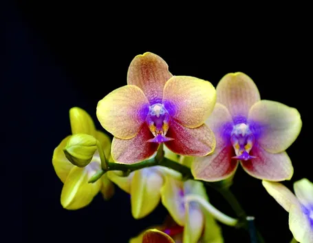 Orchidee in casa
