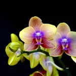 Orchidee in casa