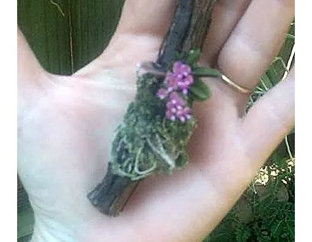 orchidea mini