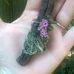 orchidea mini