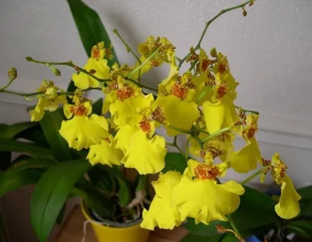 Varietà di oncidium divaricatum