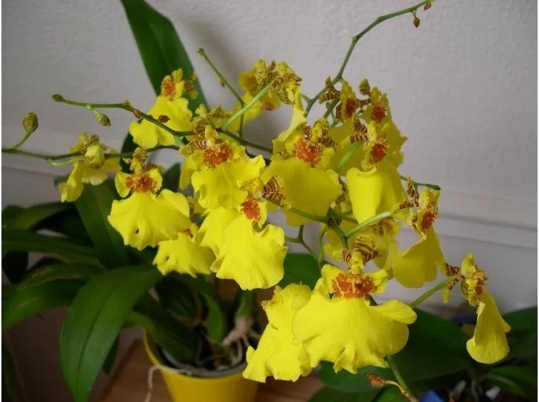 Varietà di oncidium divaricatum