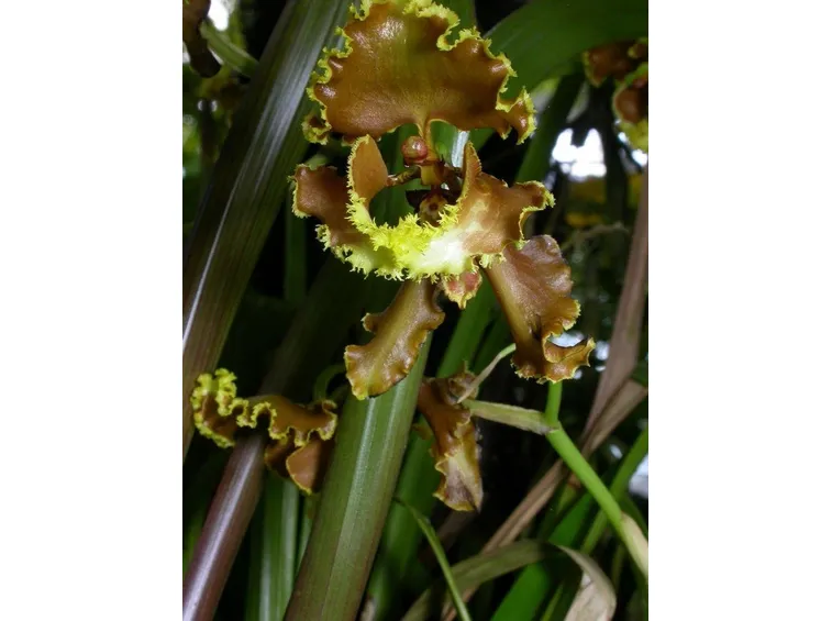 Varietà di oncidium serratum