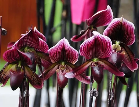 orchidee paphiopedilum