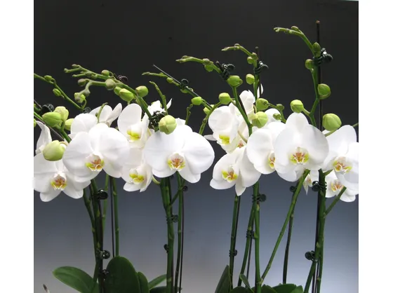 phalaenopsis bianche