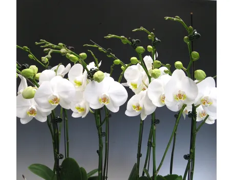 phalaenopsis bianche