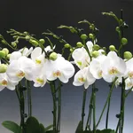 phalaenopsis bianche