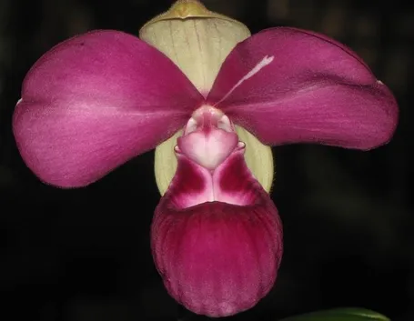 phragmipedium
