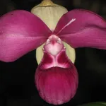 phragmipedium