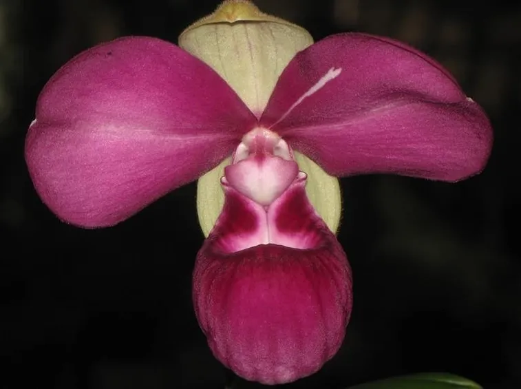 phragmipedium