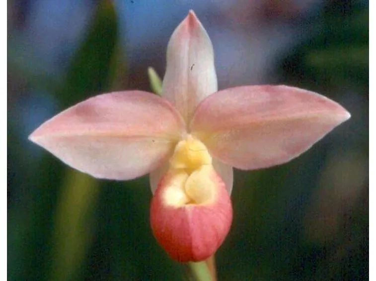 fiore phragmipedium