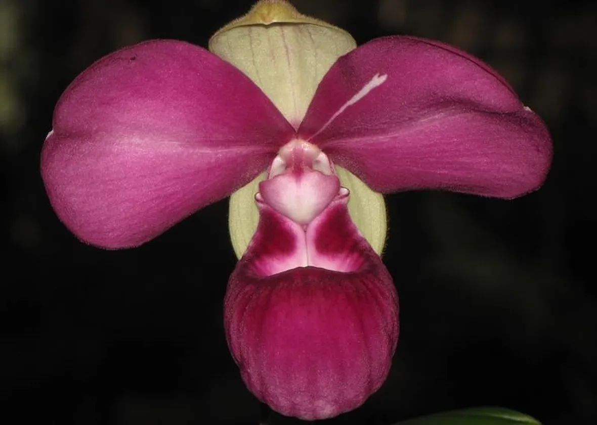 phragmipedium