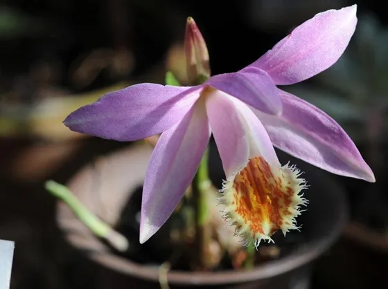 fiore orchidea pleione