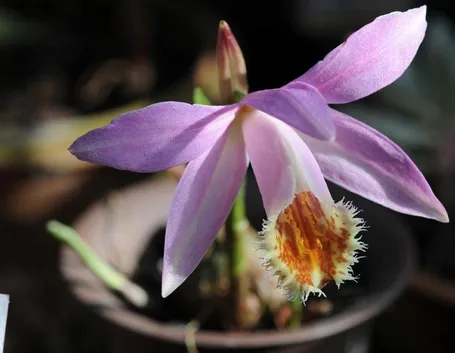 fiore orchidea pleione