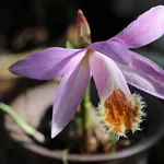 fiore orchidea pleione