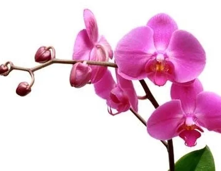 orchidee rosa