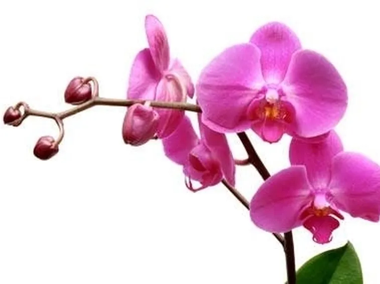 orchidee rosa