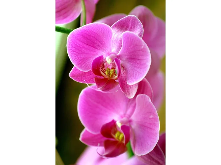 primo piano orchidea