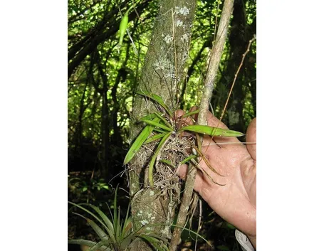 orchidea selvatica senza fiore