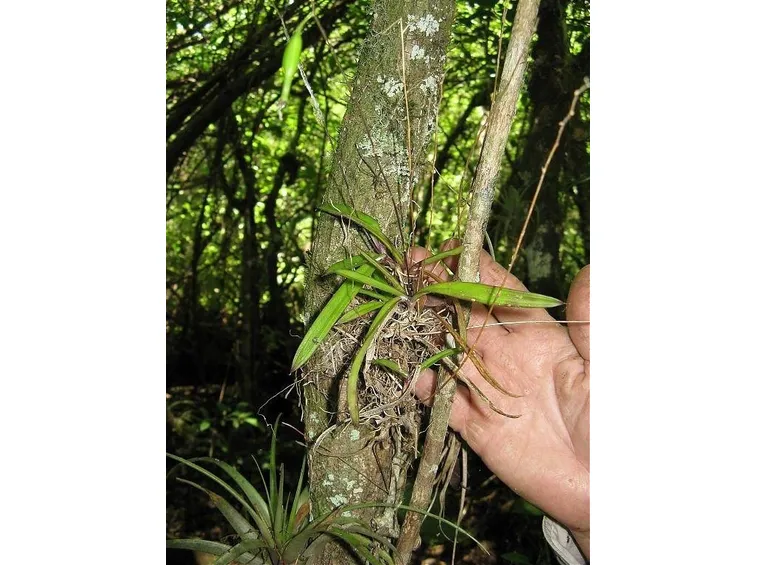 orchidea selvatica senza fiore