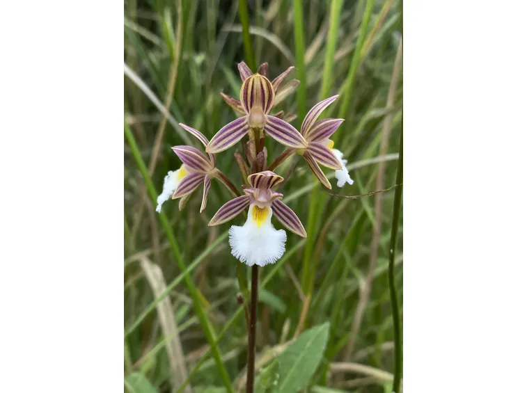 orchidee selvatiche fiori