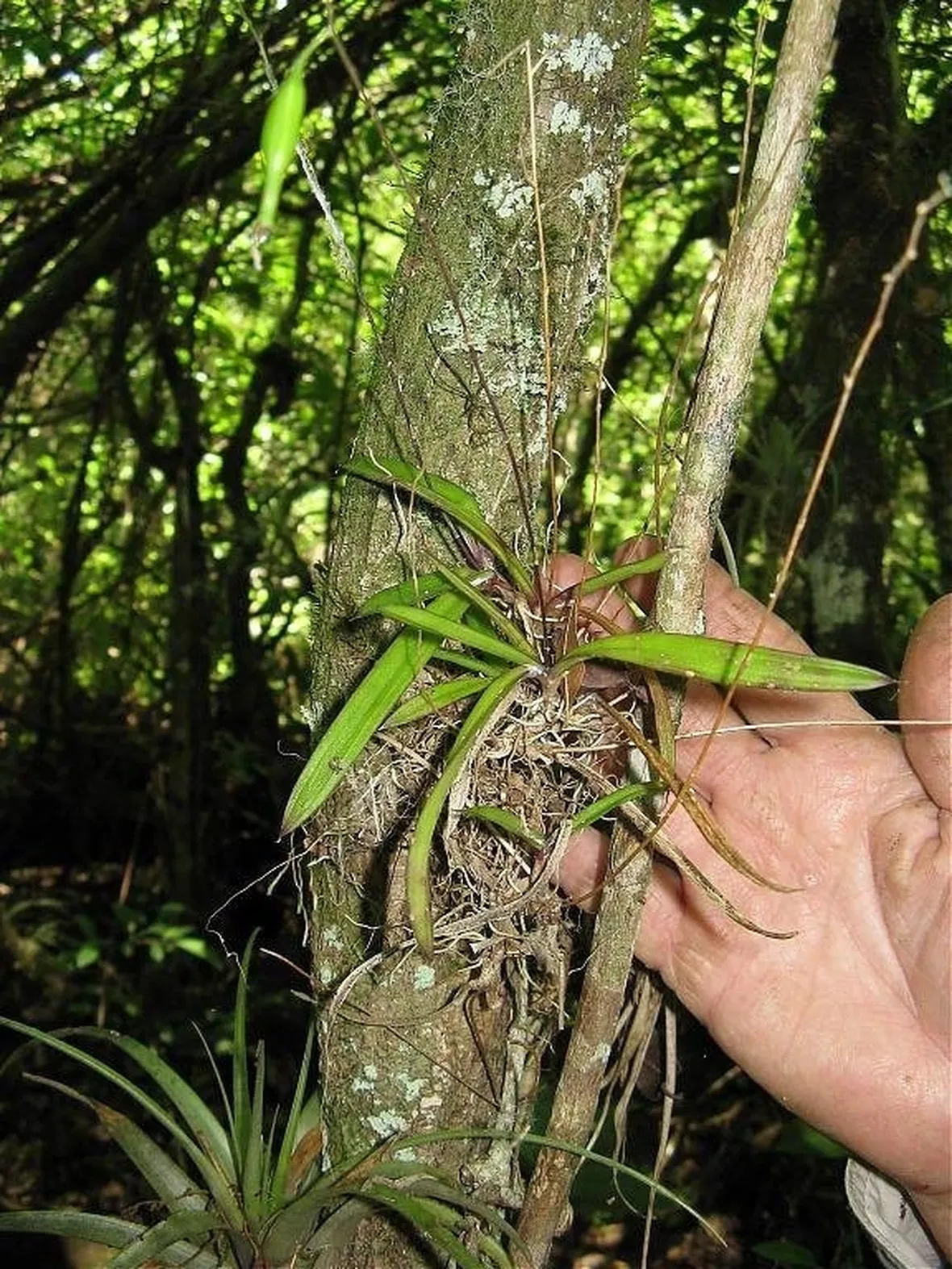 orchidea selvatica senza fiore