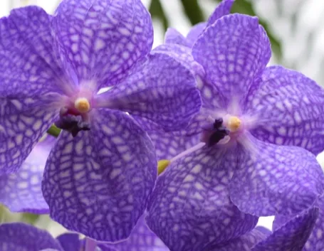 Orchidea Vanda coerulea