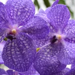 Orchidea Vanda coerulea