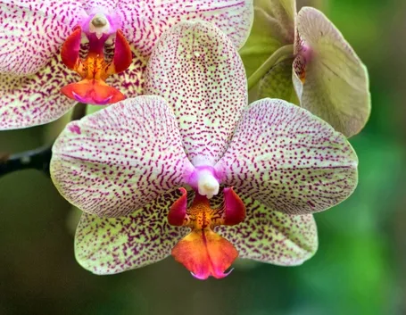 Fiori orchidea vanda