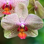 Fiori orchidea vanda
