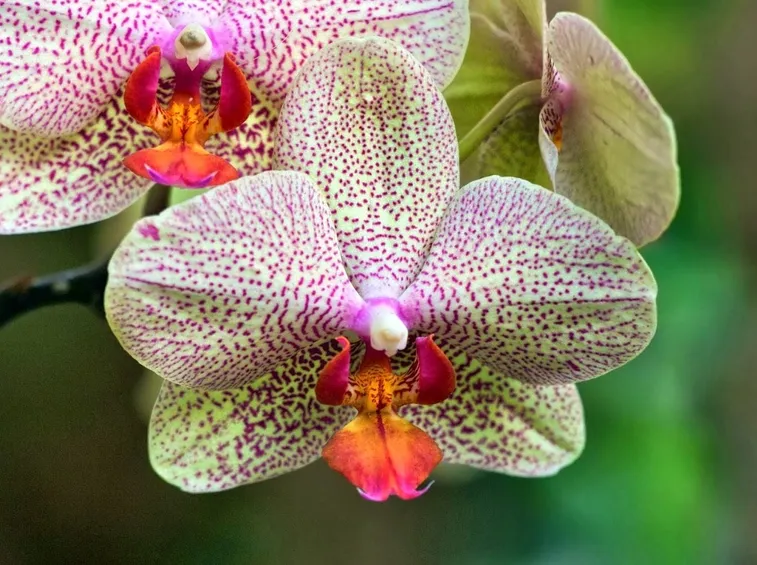 Fiori orchidea vanda