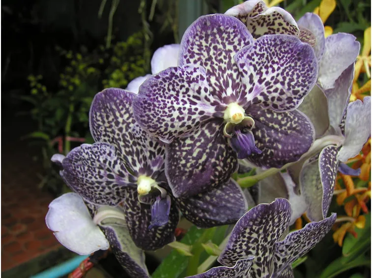 Orchidea Vanda Tailandese