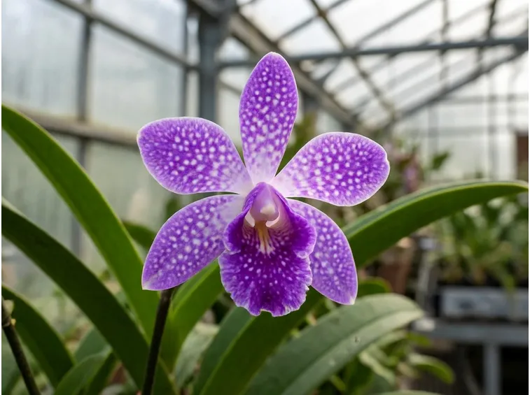 Orchidea vanda in vaso